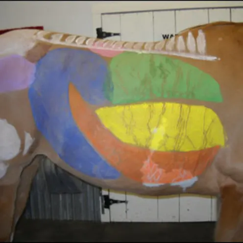 horse with diagram of organs and bones painted on its side